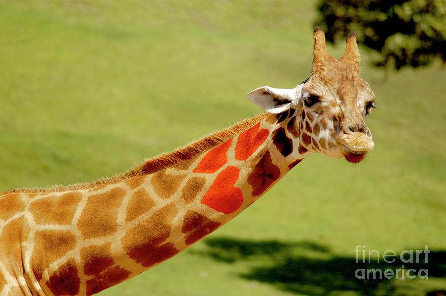 Giraffe with hearts on his neck Photograph by Gunther Allen