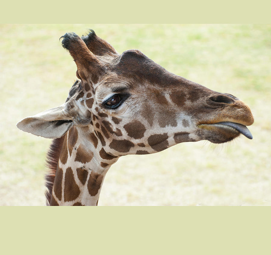 Giraffe with tongue Photograph by Christy Garavetto