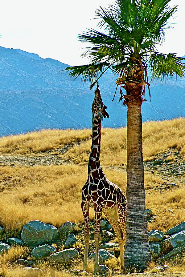 Giraffe Wraps his tongue around a tidbit, Living Desert Museum, Palm Desert, California Photograph by Ruth Hager