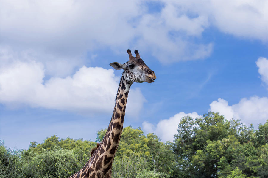 Giraffe Photograph by Zina Stromberg