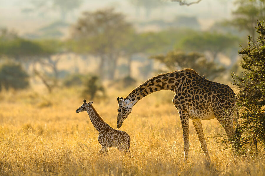Giraffes Photograph by Alberto Cassani Giraffes Photograph by Alberto Cassani