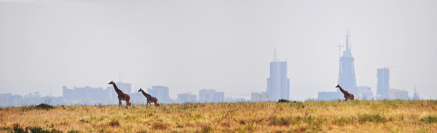 Giraffes and skyscrapers, Nairobis Skyline Photograph by Verónica Paradinas Duro