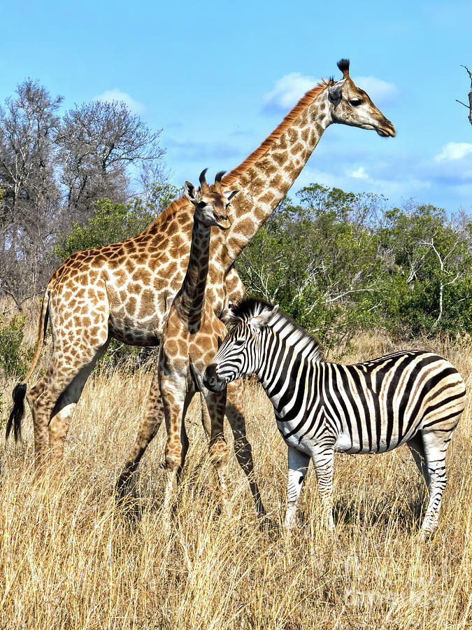 Giraffes and Zebra Photograph by Tom Watkins PVminer pixs