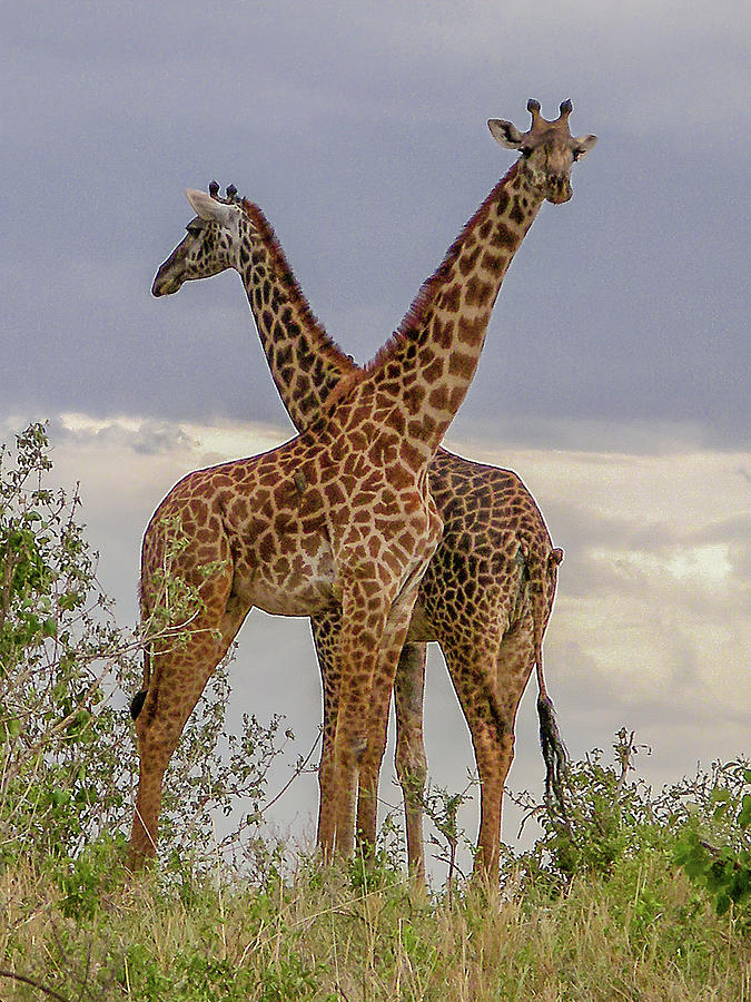 Giraffes Photograph by Andrew Wilson