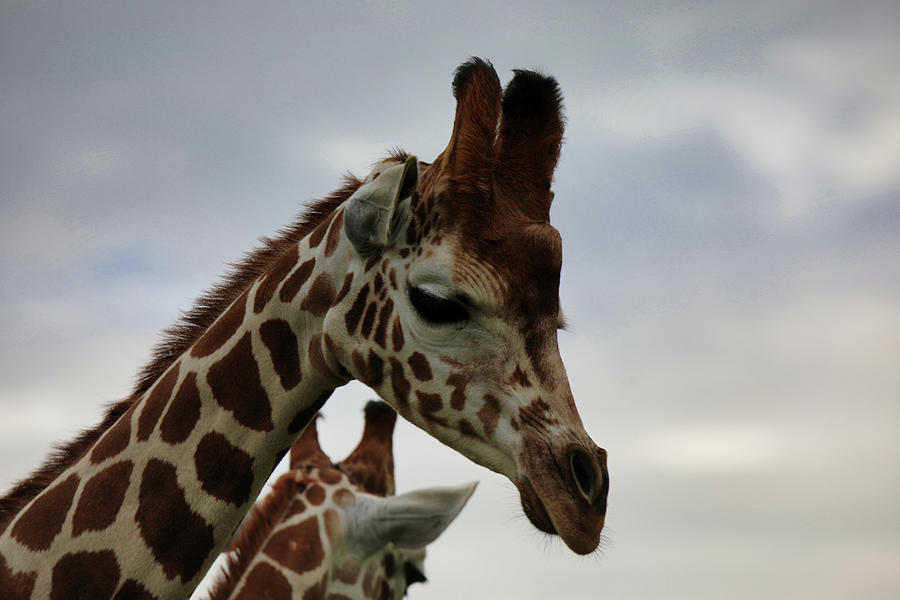 Giraffes Are Cute Photograph by Scott Burd