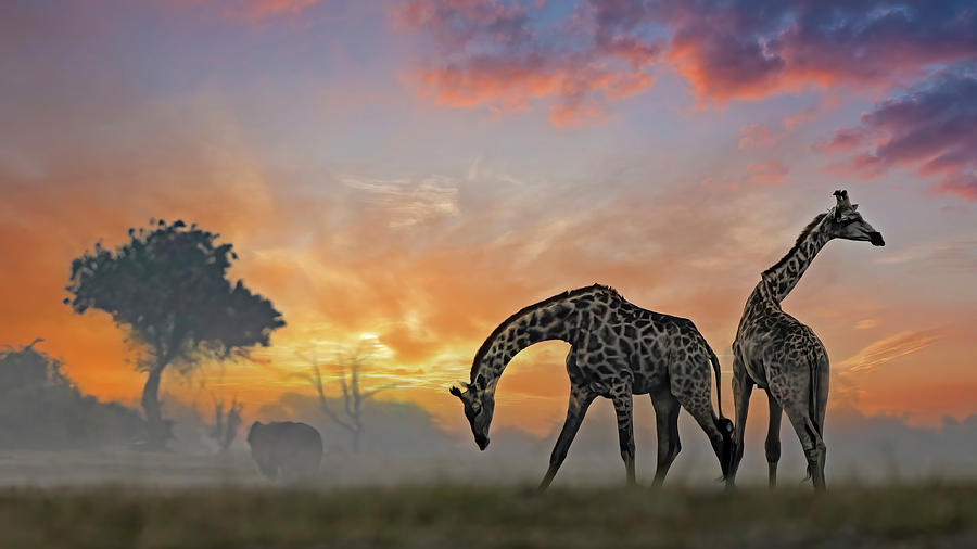 Giraffes at sunset Photograph by Jack Nevitt