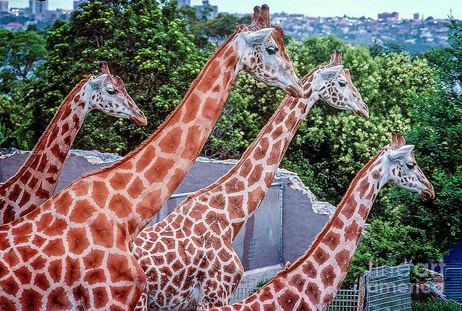 Giraffes Photograph by Fran Woods