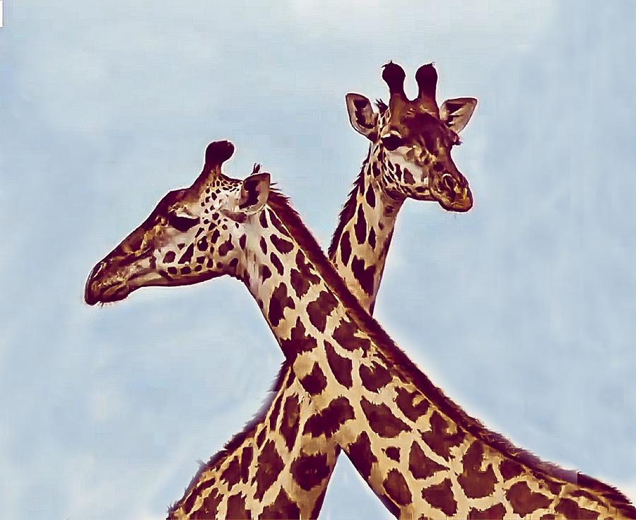Giraffes Photograph by Gini Moore