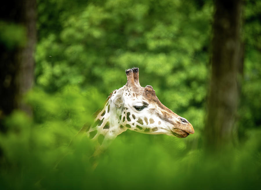 Giraffes head in tree Photograph by Rainer Kersten