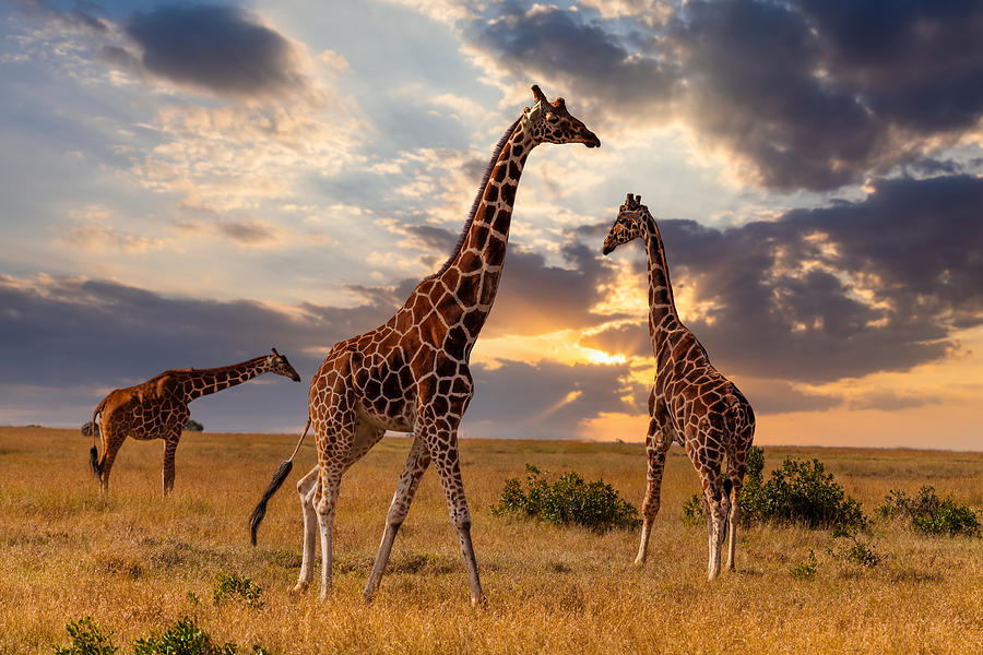 Giraffes in the African savannah at sunset. Masai Mara, Kenya Photograph by Anton Petrus