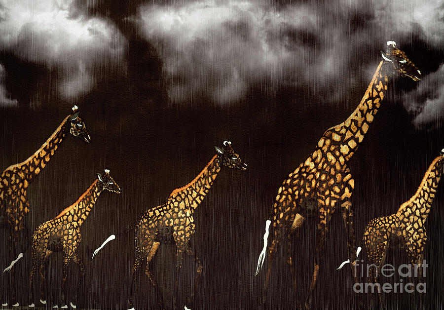Giraffes in the Rain  Photograph by Elaine Manley