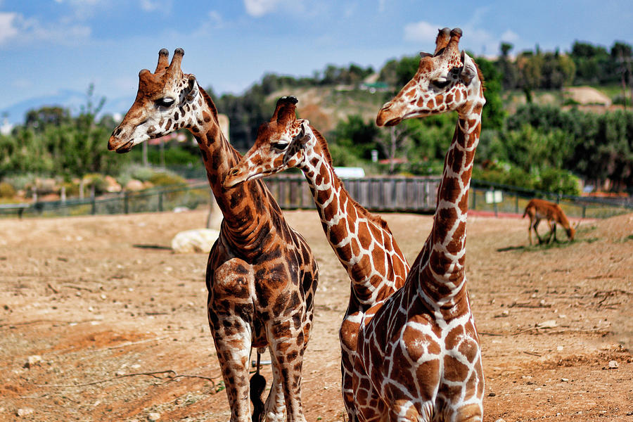Giraffes in the zoo Photograph by Constantinos Iliopoulos