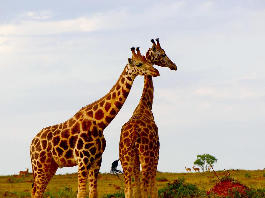 Giraffes in Uganda Photograph by Shelby Dolch - Fine Art America