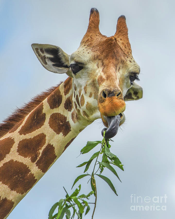 Giraffes Lunch Time Photograph by Olga Hamilton