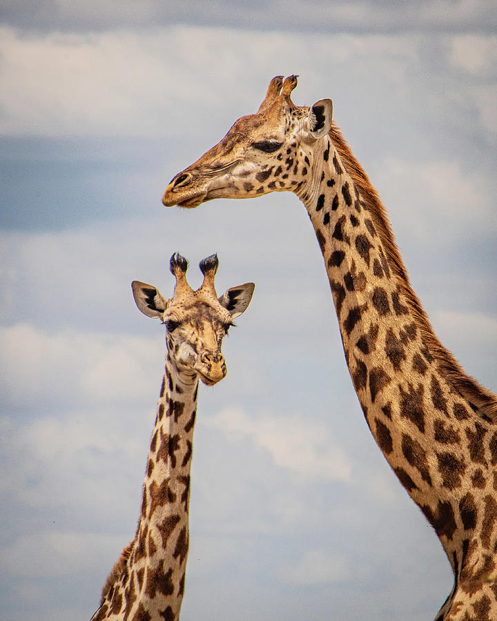 Giraffes Mom and Calf Photograph by Janis Knight