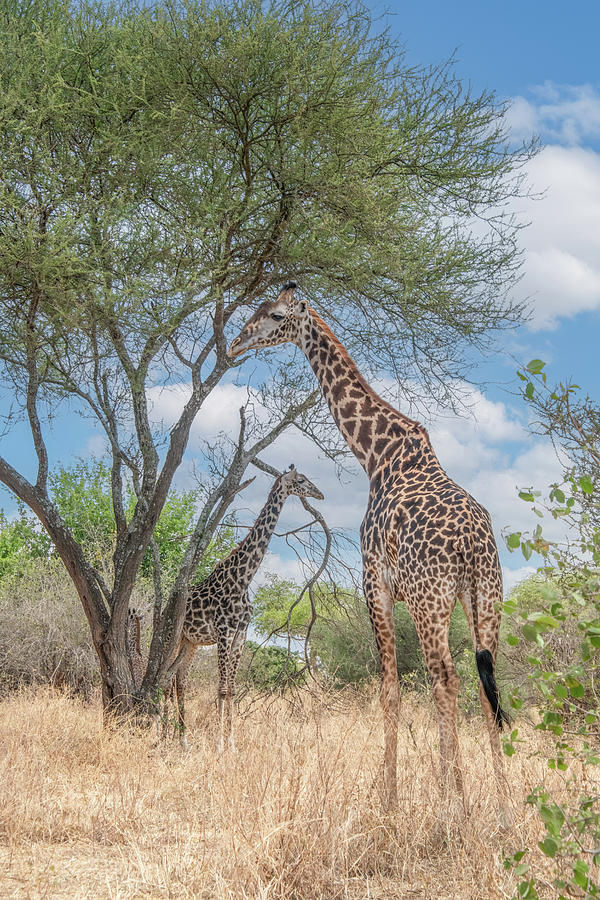 Giraffes of the Serengeti, Vertical Photograph by Marcy Wielfaert