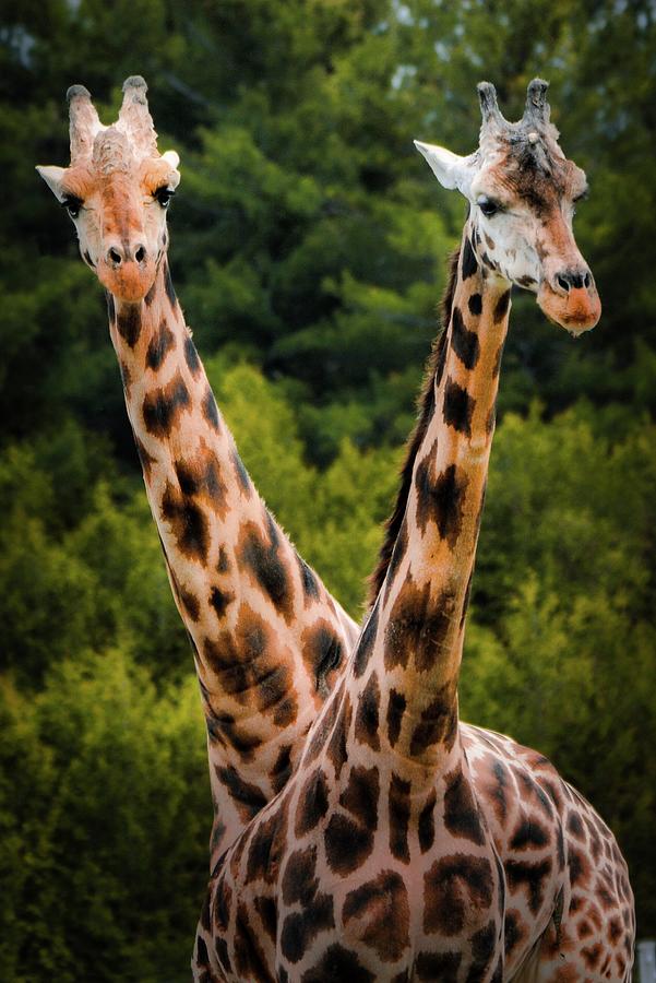 Giraffes Photograph
