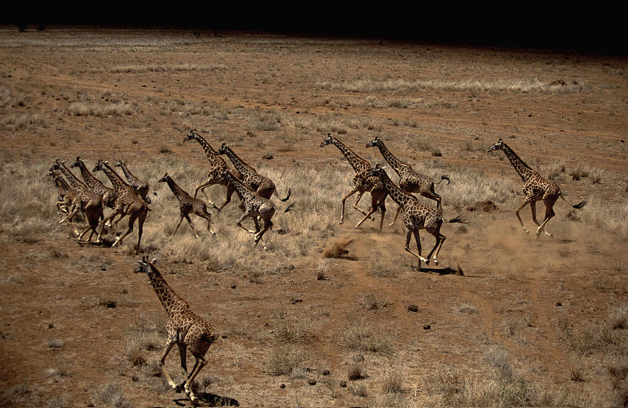 Giraffes running through grasslands , Kenya , Africa Photograph by Comstock Images