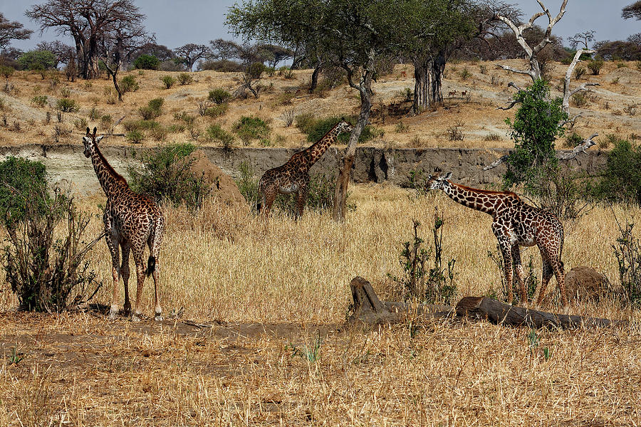 Giraffes Scene Photograph by Sally Weigand