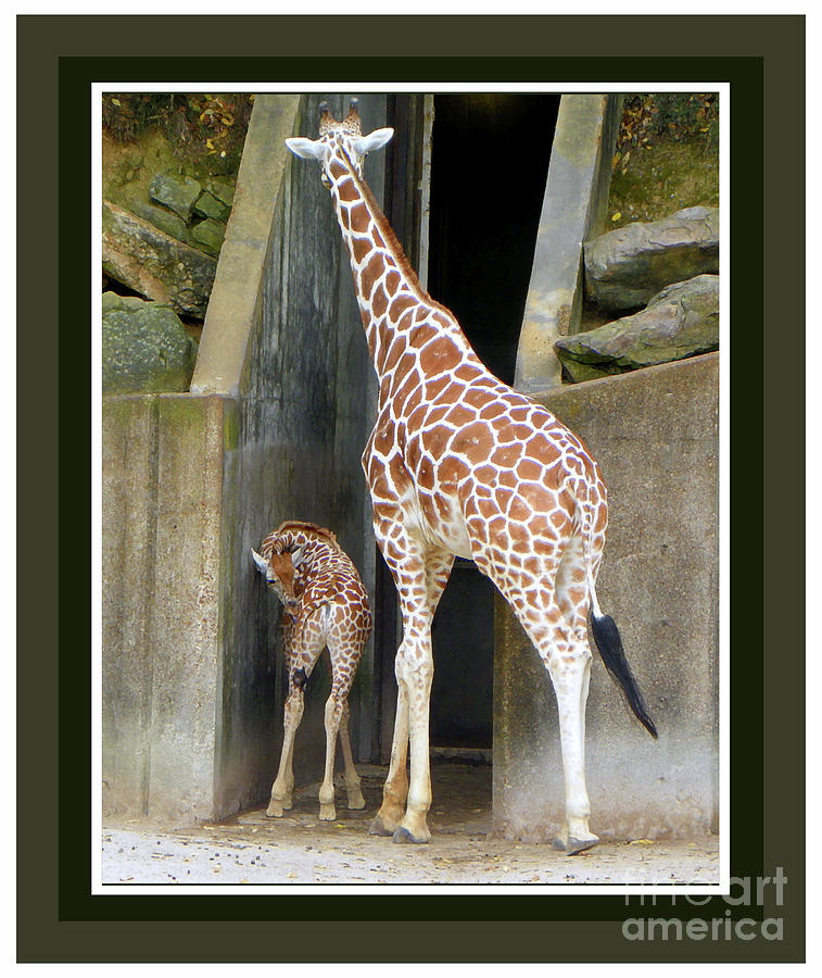 Giraffes Photograph by Shirley Moravec