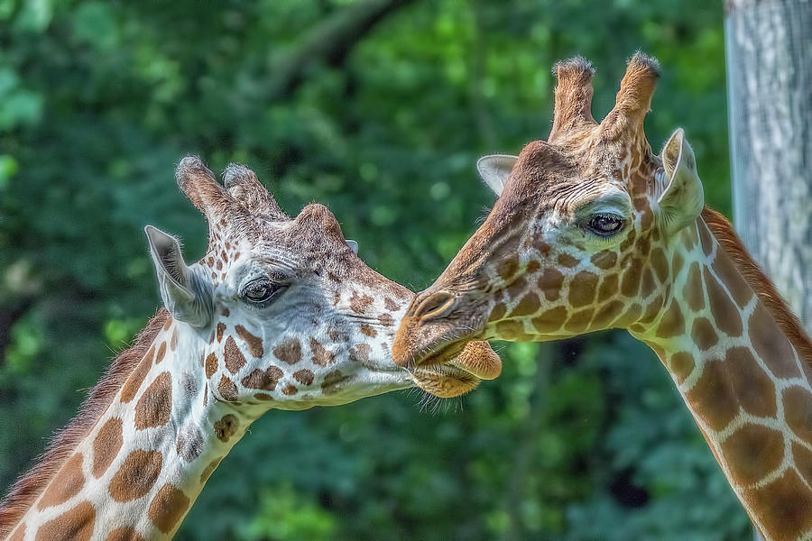 Giraffes_Lip Locked Photograph by Steve Rich