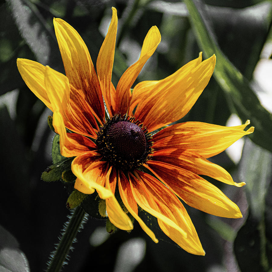 Girasol  Photograph by Angela Carrion Photography