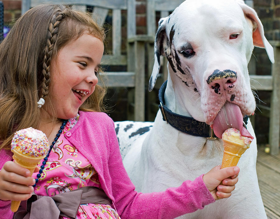 Girl & huge Great Dane dog with ice creams Photograph by Sharon Vos-Arnold