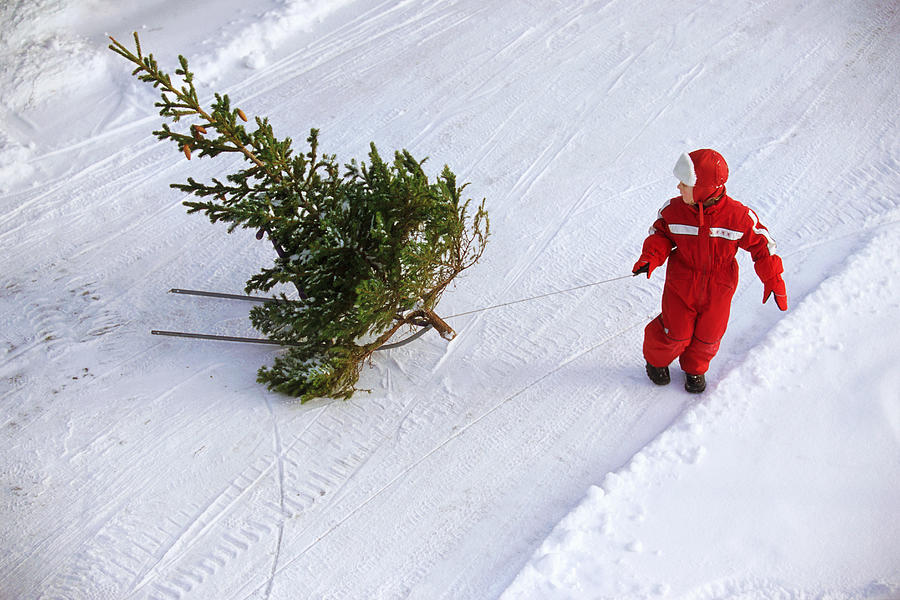 Girl (2-4) dragging pine tree (Pinus sp.) across snow Photograph by Peter Lilja