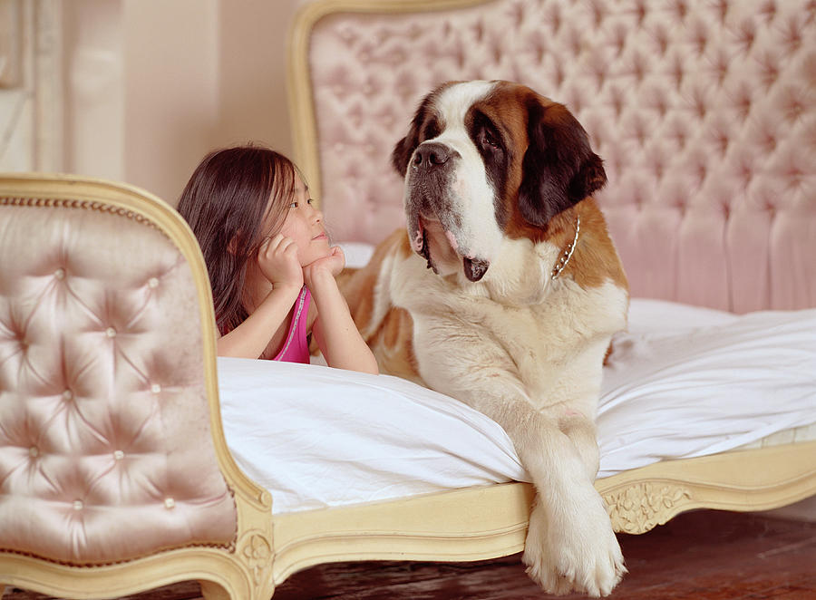 Girl (6-8) lying on bed next to St. Bernard dog Photograph by Justin Pumfrey