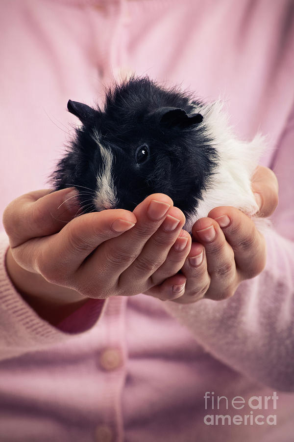 Girl carefully holding her pet guinea pig Photograph by Mendelex Photography