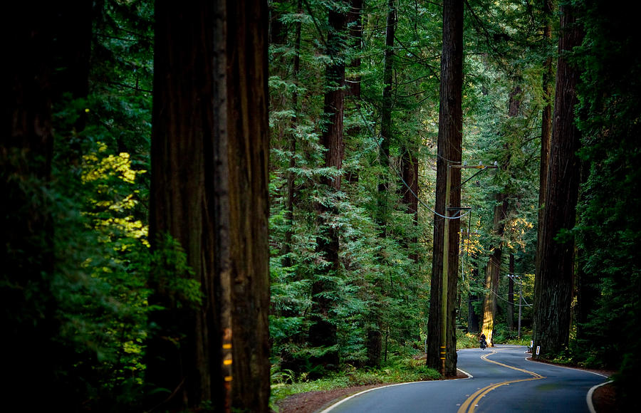 Girl cycling the Avenue of the Giants Photograph by Harry Kikstra