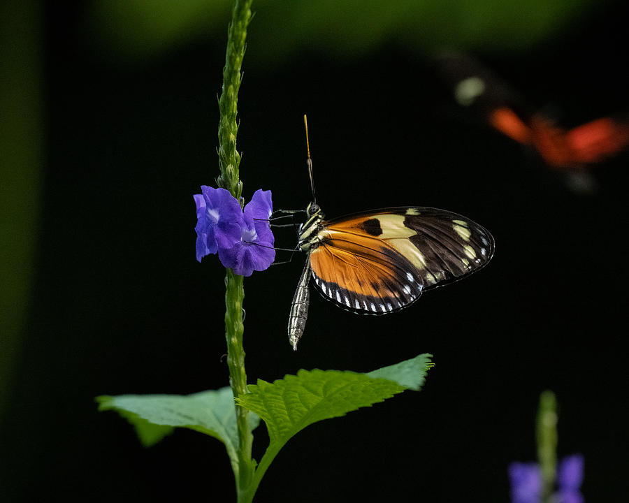 Girl Time and Butterflies Photograph by Linda Bonaccorsi