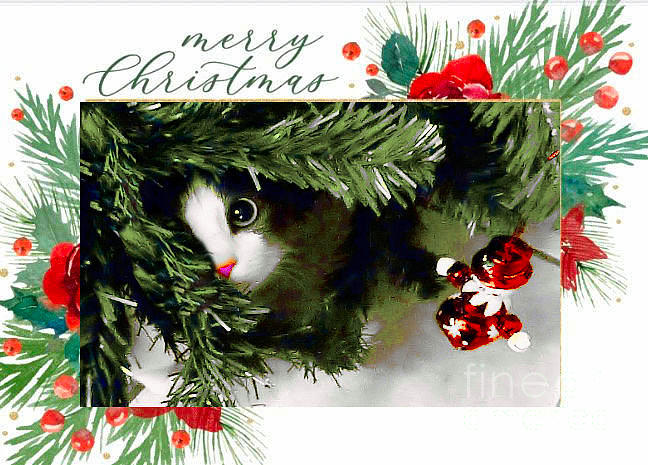 Girlie the Cat hiding in Christmas tree. Photograph by Janette Boyd