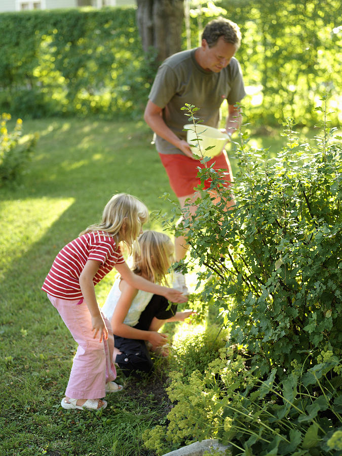 Girls picking gooseberries with their father Sweden. Photograph by Lena Granefelt