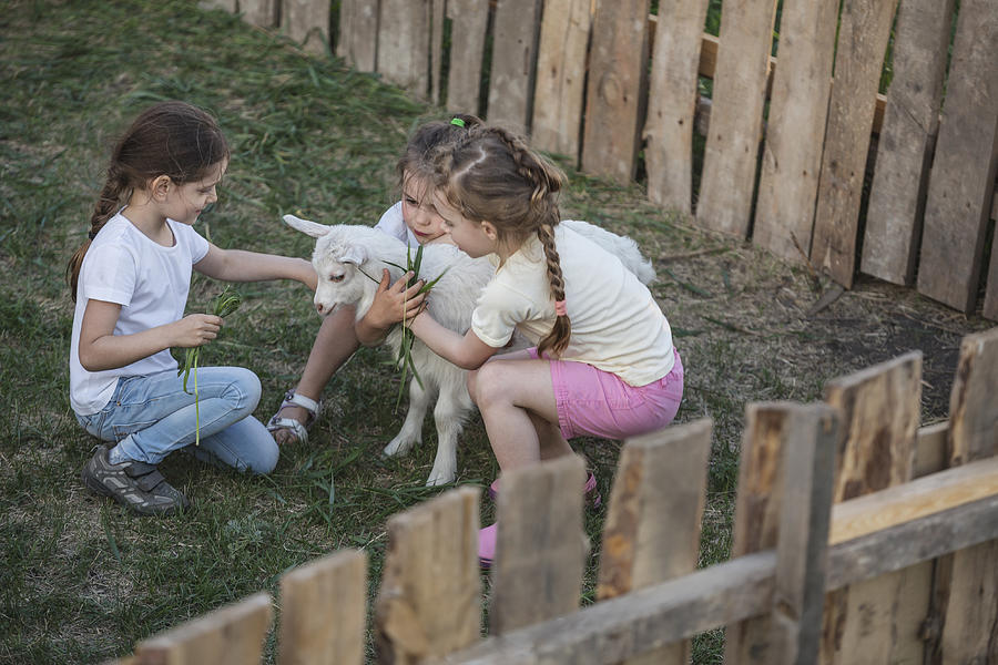 Girls playing with baby goat in park Photograph by Vladimir Godnik