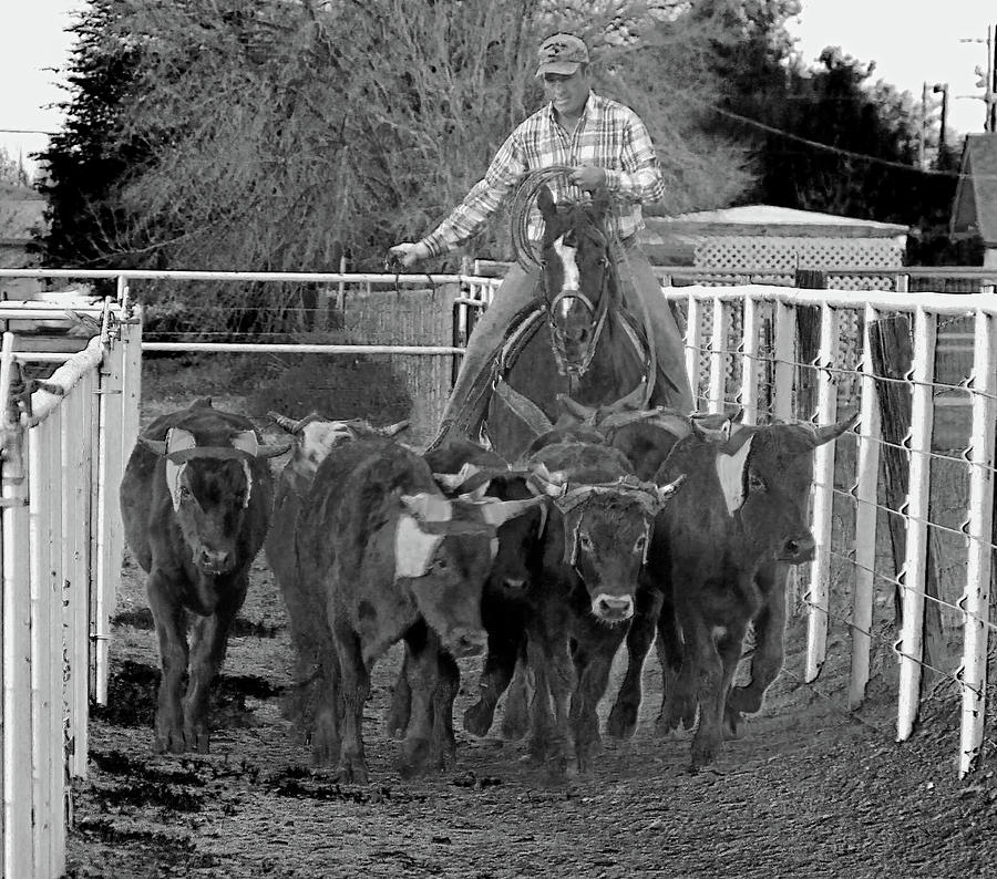 Git Along Dogies BW Photograph by C H Apperson