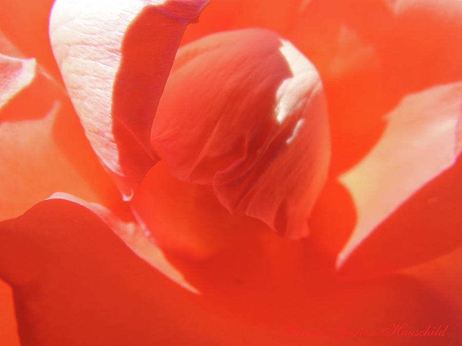 Give Me Shelter Rose - Rose Photography - Macro Flower - Flower Art Photograph by Brooks Garten Hauschild