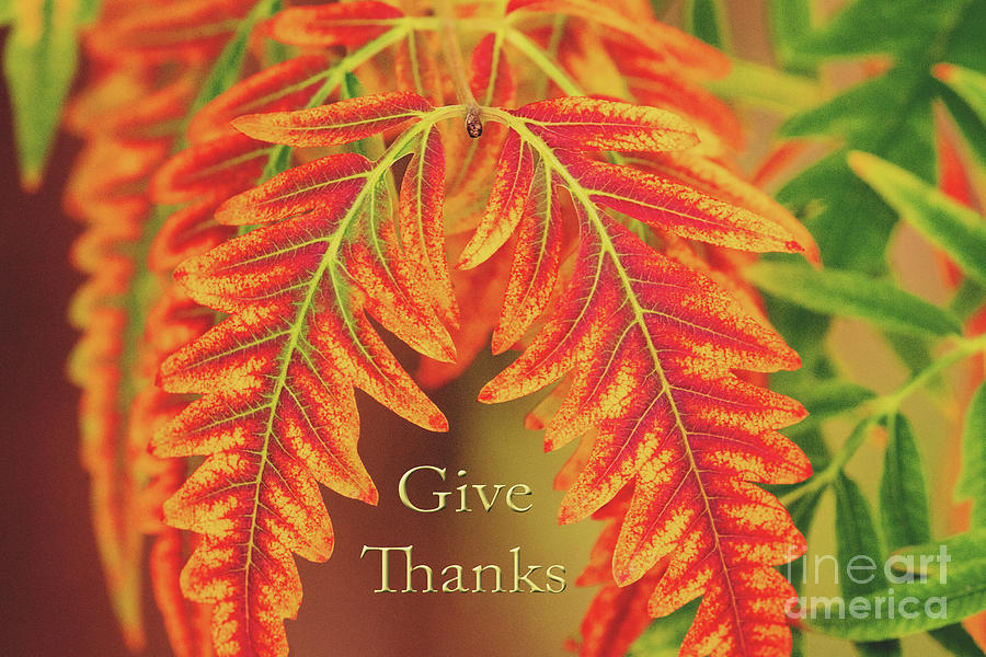 Give Thanks Autumn Leaves Photograph by Sharon McConnell