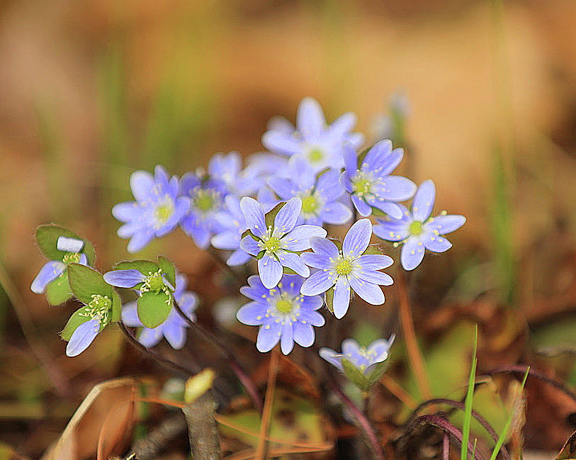 Giving Hepatica Beauty Photograph by Tina M Daniels Whiskey Birch ...
