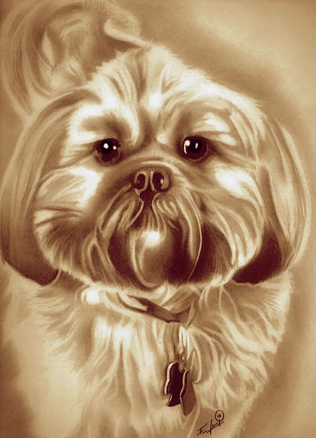 Gizmo - Shih Tzu - Sunset Edition Drawing by Fred Larucci