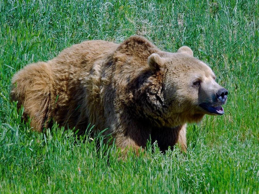 Gizzly Bear Photograph by Dan Miller
