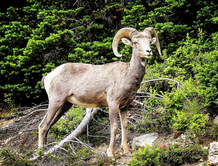 Glacier Bighorn by John Bates Glacier Bighorn by John Bates