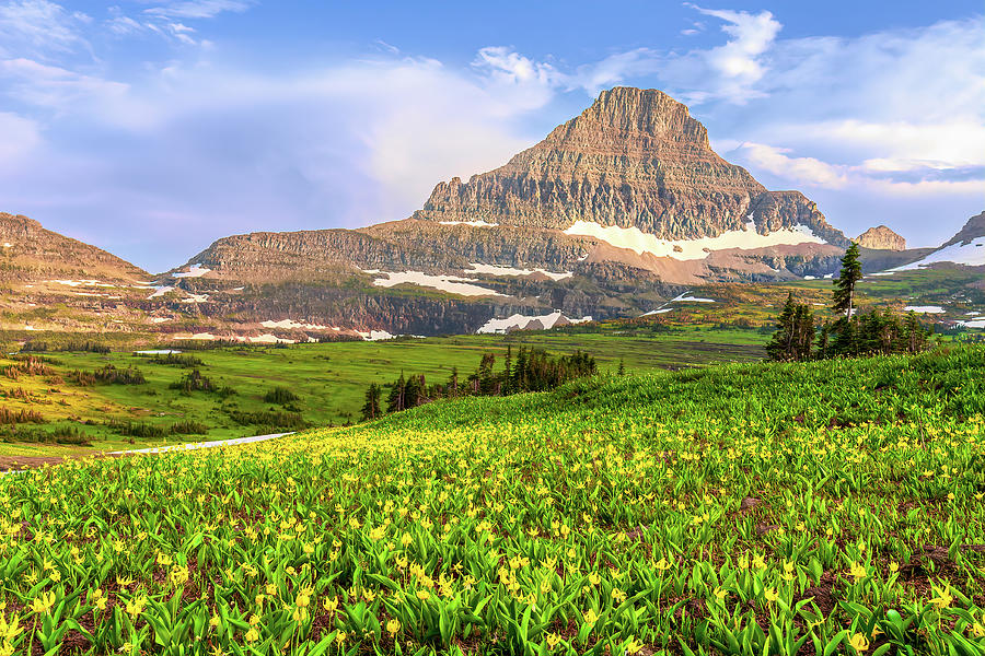 Glacier Lilies bloom at the base of Reynolds Mountain in Glacier National Park Photograph by Jack Bell