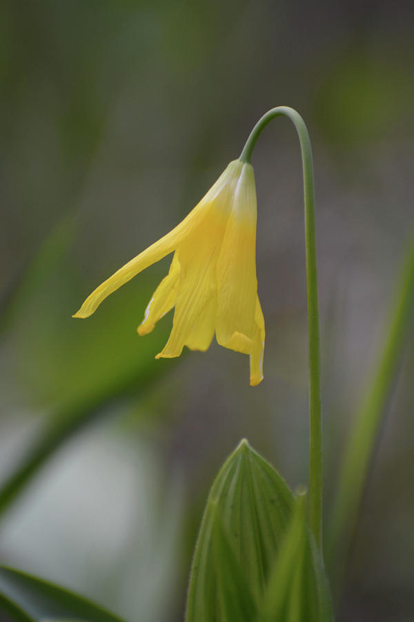 Glacier Lily- Portrait Photograph by Whispering Peaks Photography