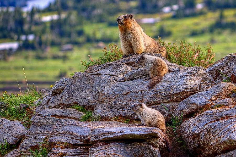 Glacier marmot family Photograph by James Anderson - Fine Art America