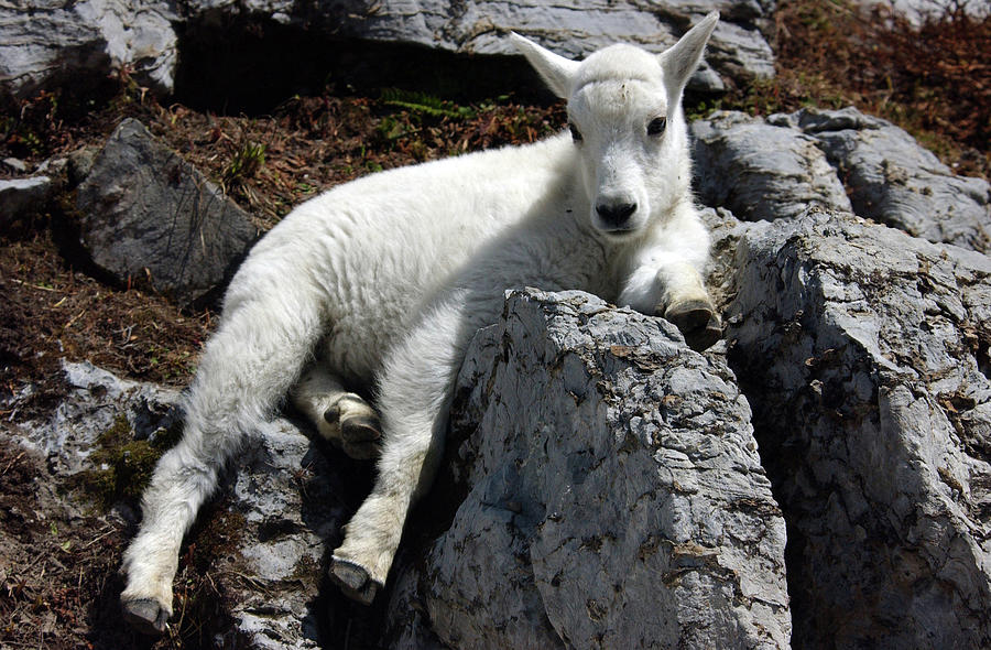 Glacier Kid Mountain Goat  Photograph by Bonnie Colgan