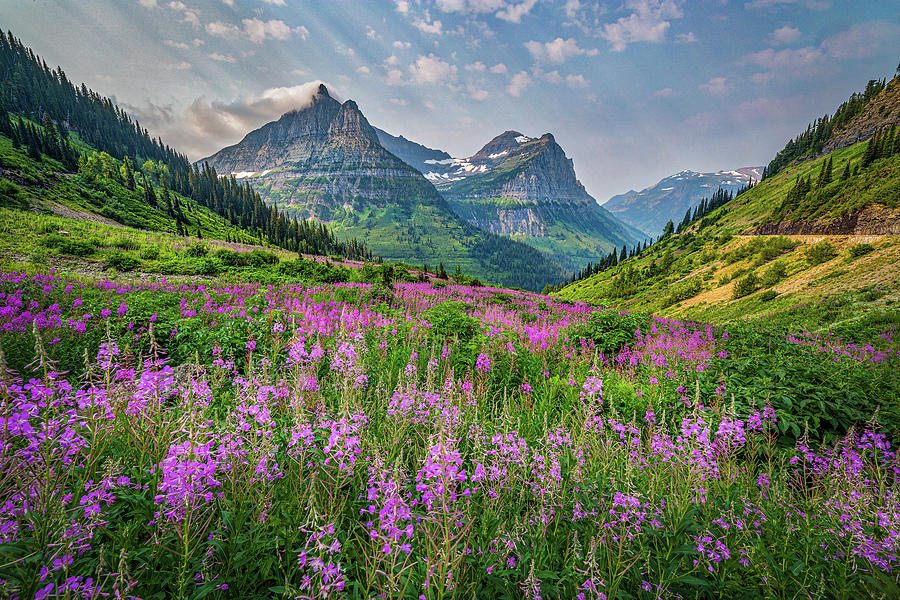 Glacier Wildflowers Photograph by Peter Tellone