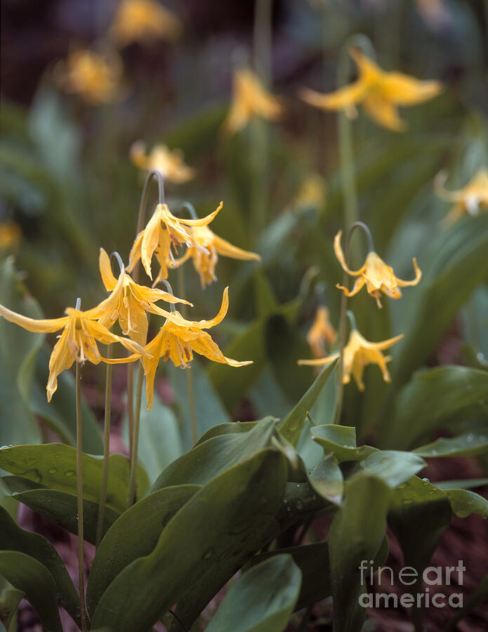 Yeti Photography - Glacier lilies Photograph by David Jennings Yeti Photography - Glacier lilies Photograph by David Jennings