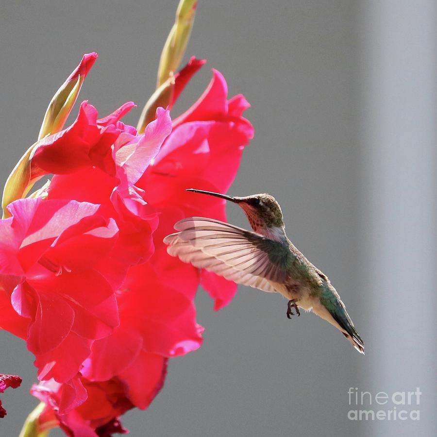 Glad Hummingbird Square Photograph by Carol Groenen