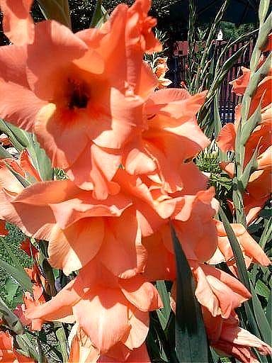Glad to see these Gladiolas Photograph by Vickie G Buccini